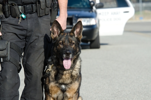 An Officer and His Canine