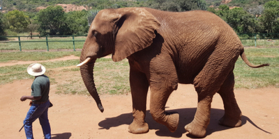 game warden walking with elephant